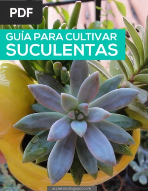 Guía para cultivar suculentas