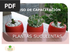 Plantas suculentas