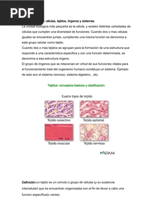 Cuerpo humano: células, tejidos, órganos y sistemas (Artículo)