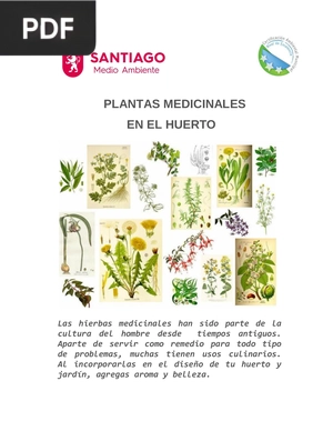 Plantas medicinales en el huerto