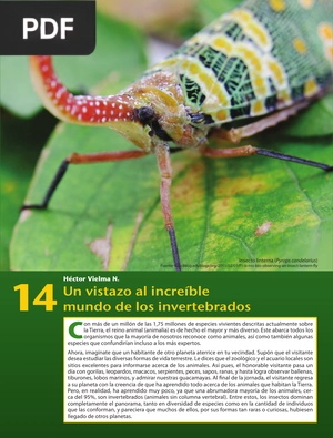 Un vistazo al increíble mundo de los invertebrados