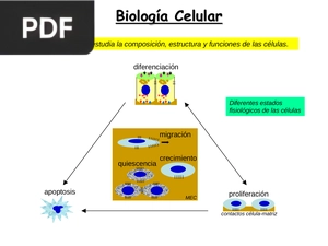 Biología celular (presentación)