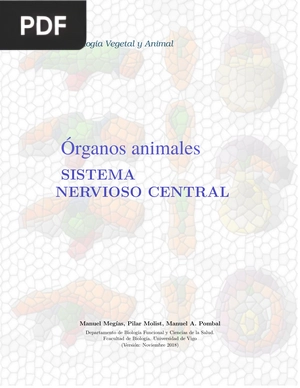 Órganos animales. Sistema nervioso central.