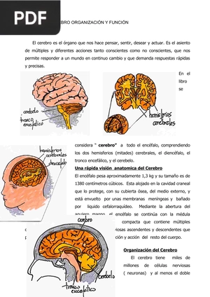 El cerebro organización y función (Artículo)