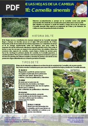 Uso de las hojas de la camelia. El té: Camelia sinesis (Artículo)