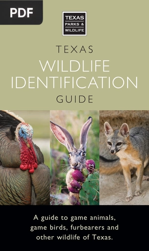 Texas Wildlife Identification Guide (Inglés)