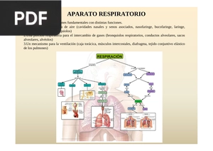 Anatomía: Sistema Respiratorio 2