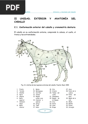 Zootecnia Equina: Exterior y anatomía del caballo