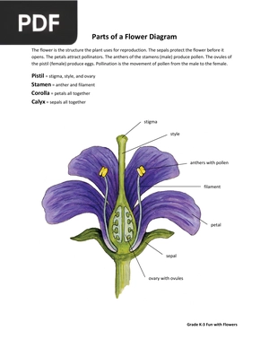 Parts of a Flower Diagram (Inglés) (Artículo)