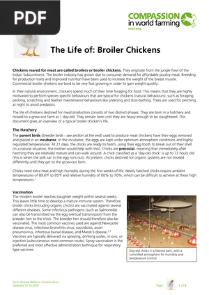 The Life of: Broiler Chickens (Inglés) (Artículo)