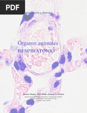 Órganos animales. Respiratorio