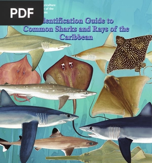 Identification Guide to Common Sharks and Rays of the Caribbean (Inglés)