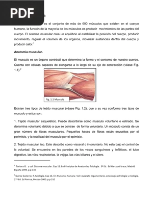 Anatomía: Sistema Muscular