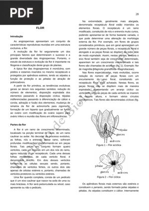 Flor (Portugués)