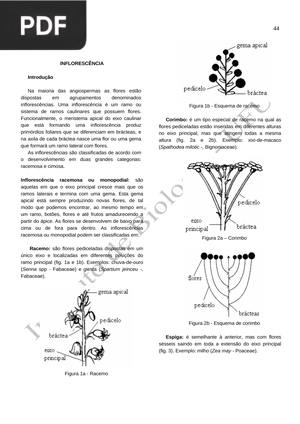 Inflorescência (Artículo) (Portugués)