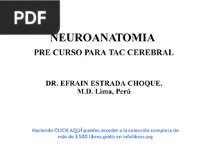 Neuroanatomía