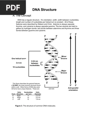 DNA Structure (Inglés)