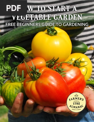 How to start a vegetable garden