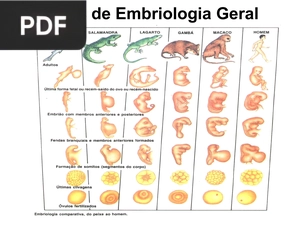 Noções de Embriologia Geral (Presentación) (Portugués)