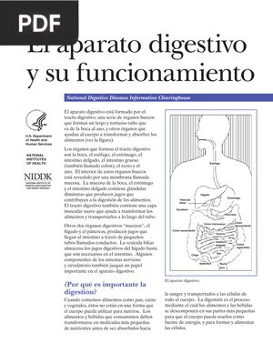 El aparato digestivo y su funcionamiento (Articulo)