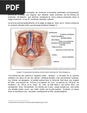 Anatomía: Sistema Urinario