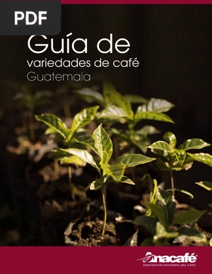 Guía de variedades de café Guatemala