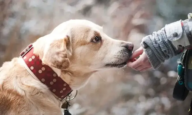Cómo-se-comunica-un-perro