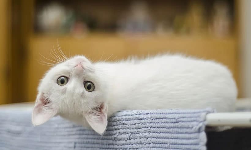 Claves-para-educar-un-gato-con-éxito