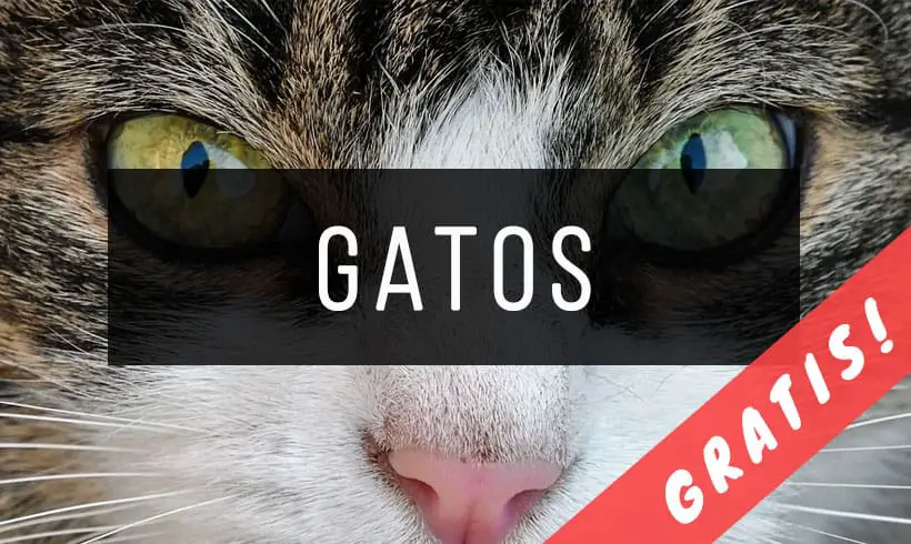 30 Gatos ¡Gratis! | InfoLibros.org