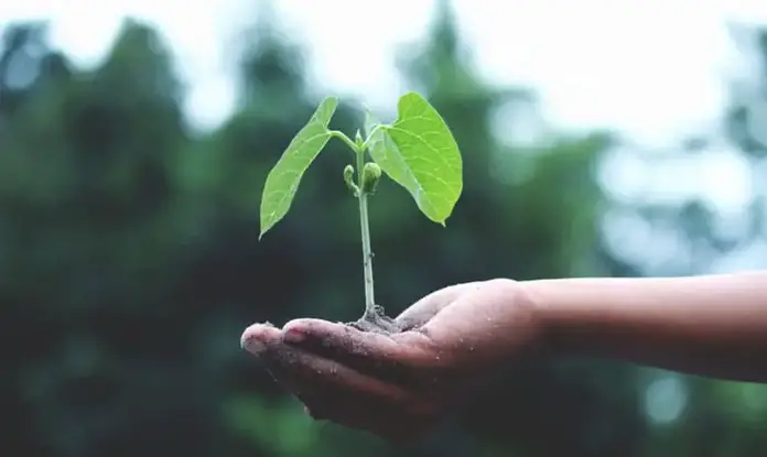 Diferencias entre ecología y ecologismo