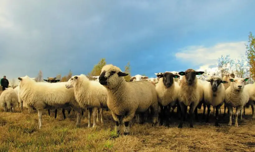 El origen de la ganadería El origen de la ganadería