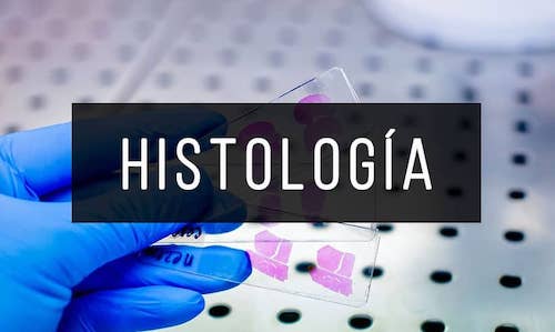 Histologia