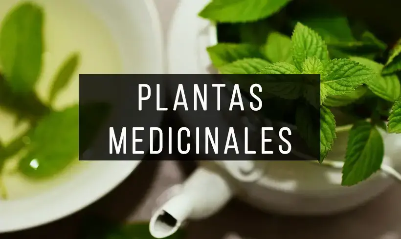 Libros-de-Plantas-Medicinales