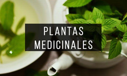 Plantas-Medicinales