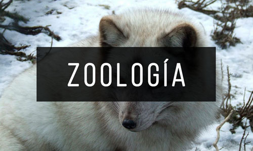 Zoologia