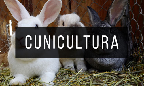 Cunicultura Cunicultura