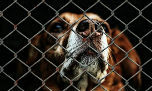 Libros sobre el Maltrato Animal