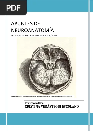 Apuntes de neuroanatomía